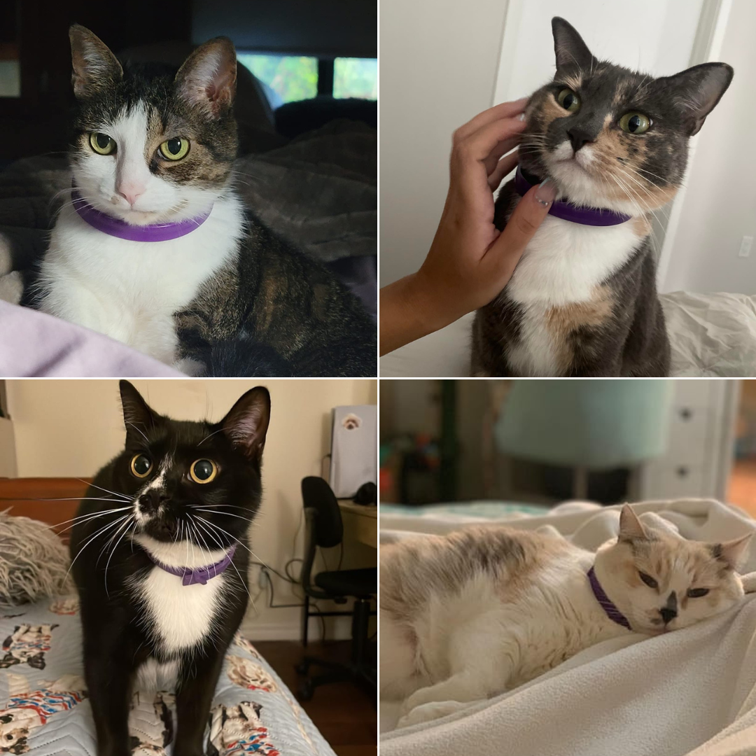 Calm Furry™ Pheromone Collar