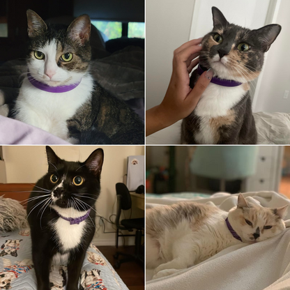 Calm Furry™ Pheromone Collar